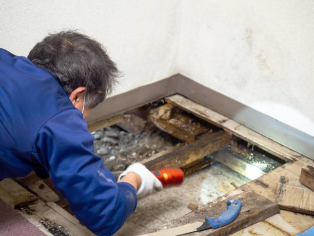 Best Mold Remediation  in Weyers Cave, VA