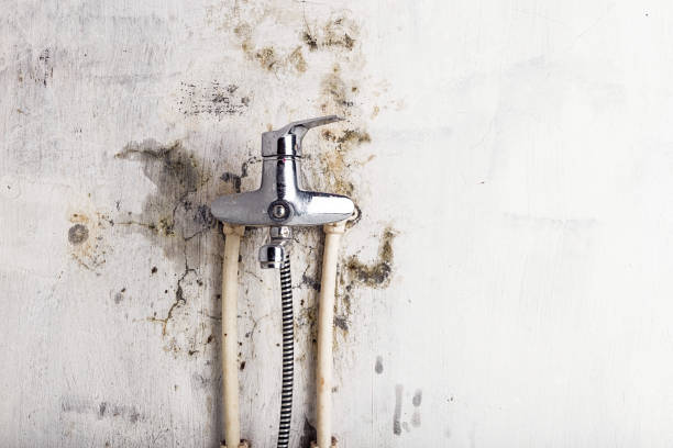Best Toxic Mold Removal  in Weyers Cave, VA