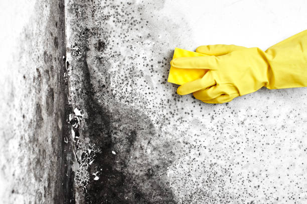 Professional Mold Removal in Weyers Cave, VA
