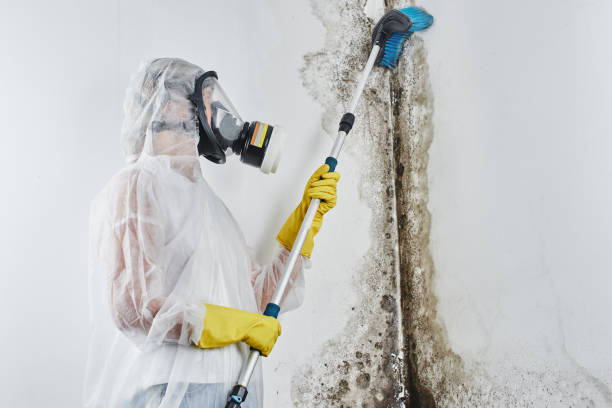 Best Mold Removal Company Near Me  in Weyers Cave, VA