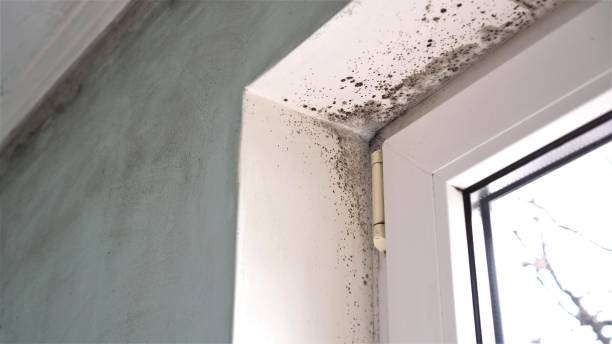 Best Office Mold Removal Services  in Weyers Cave, VA