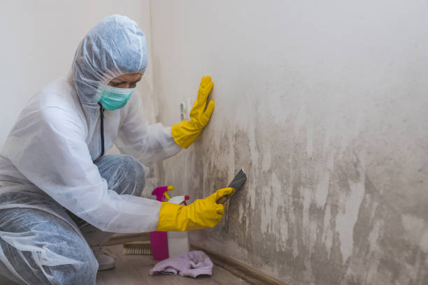 Best Mold Removal Specialists  in Weyers Cave, VA