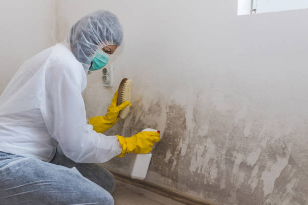 Best Local Mold Removal Service  in Weyers Cave, VA