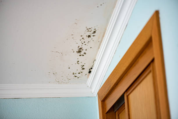 Best Best Mold Removal Companies  in Weyers Cave, VA
