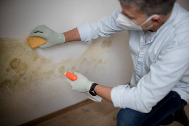 Best Attic Mold Removal  in Weyers Cave, VA