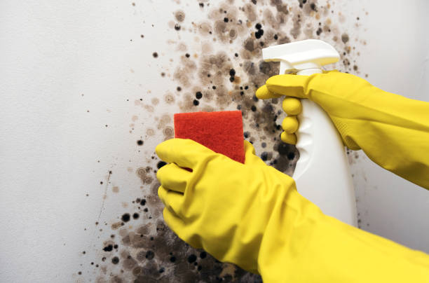 Trusted Weyers Cave, VA Mold Removal Experts