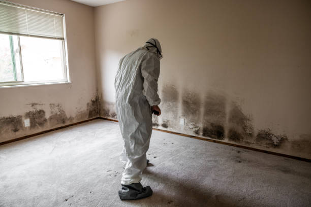 Best Commercial Mold Removal  in Weyers Cave, VA