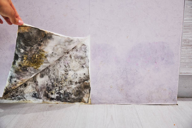 Best Same-Day Mold Removal  in Weyers Cave, VA
